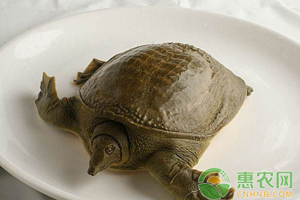 他的理想是出名，最后却靠它实现了！