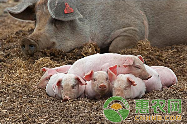养殖母猪，让他一步跨进百万富翁！