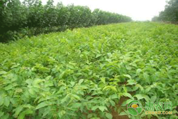 碧根果种植技术