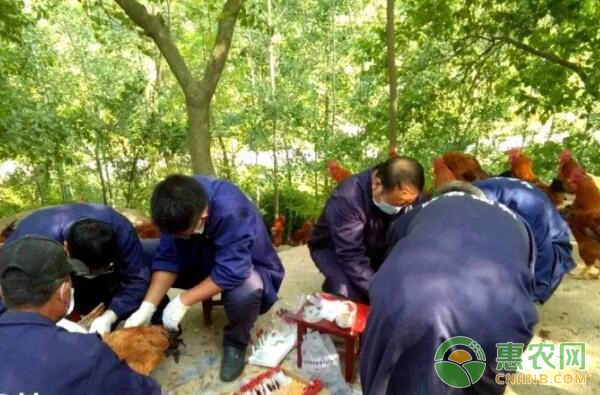 土鸡生态养殖家庭农场