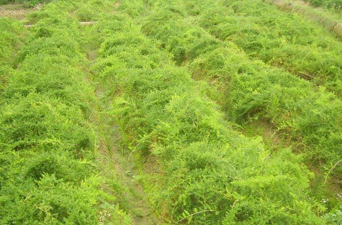 种植天门冬 以短养长培育苗子一亩收入二三万
